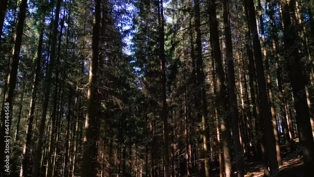 pine forest, walk among the trees, tall pines, shadows in the treetops, view of the pine trunks, tall pine trunks pine forest, walk among the trees, tall pines, shadows in the treetops, view of the pine trunks, tall pine trunks