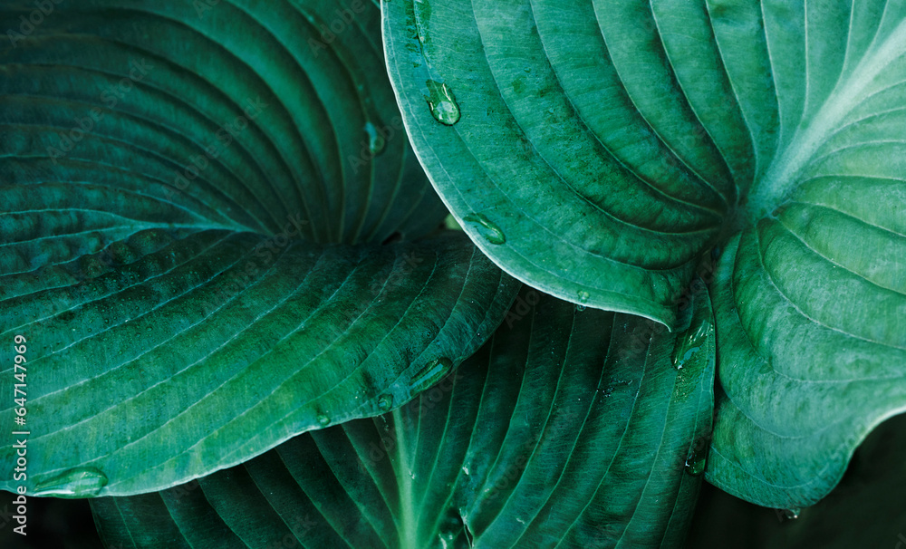 Obraz premium Spectacular large leaves of Hosta flower close up covered with water drops. Minimal composition. Green wallpaper. Copy space
