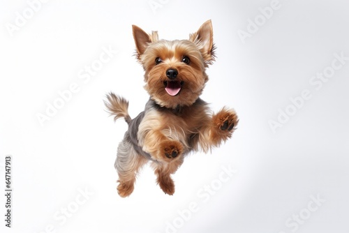 Leinwand Poster Jumping Moment, Yorkshire Terrier Dog On White Background Jumping Moment, Yorksh