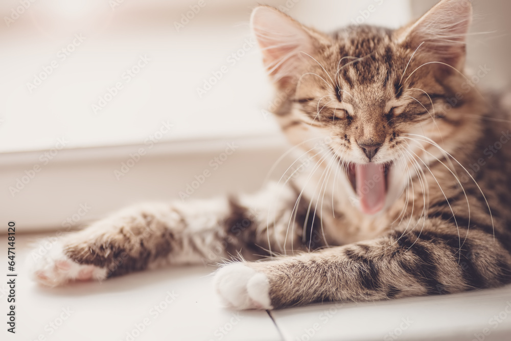 Fototapeta premium Little tabby kitten lying and meowing indoors