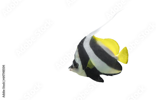 Longfin bannerfish isolated on transparent background, side view. Heniochus acuminatus fish cutout icon with copy space photo