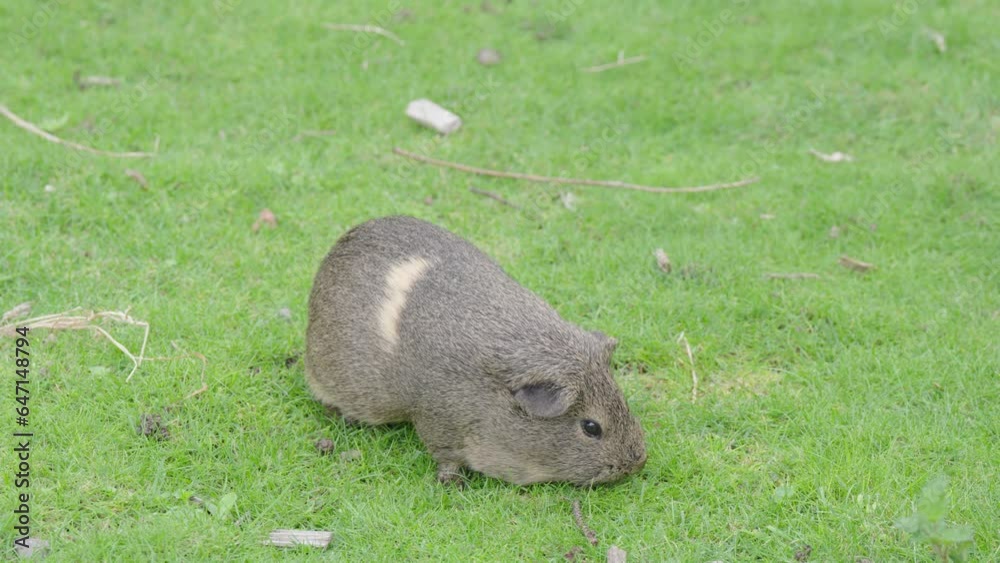 A lone Guinea Pig eating grass and preening itself. Domesticated rodent A lone Guinea Pig eating grass and preening itself. Domesticated rodent