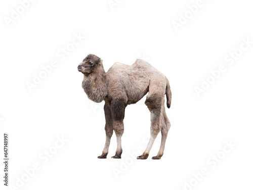 young camel lies isolated on white background