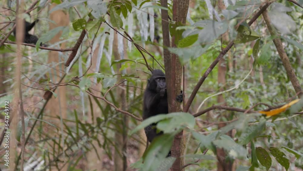A free, wild baby monkey (Celebes crested macaque) hanging on a tree in the jungle. Filmed in slow motion in Sulawesi, Indonesia, within Tangkoko National Park. A free, wild baby monkey (Celebes crested macaque) hanging on a tree in the jungle. Filmed in slow motion in Sulawesi, Indonesia, within Tangkoko National Park.