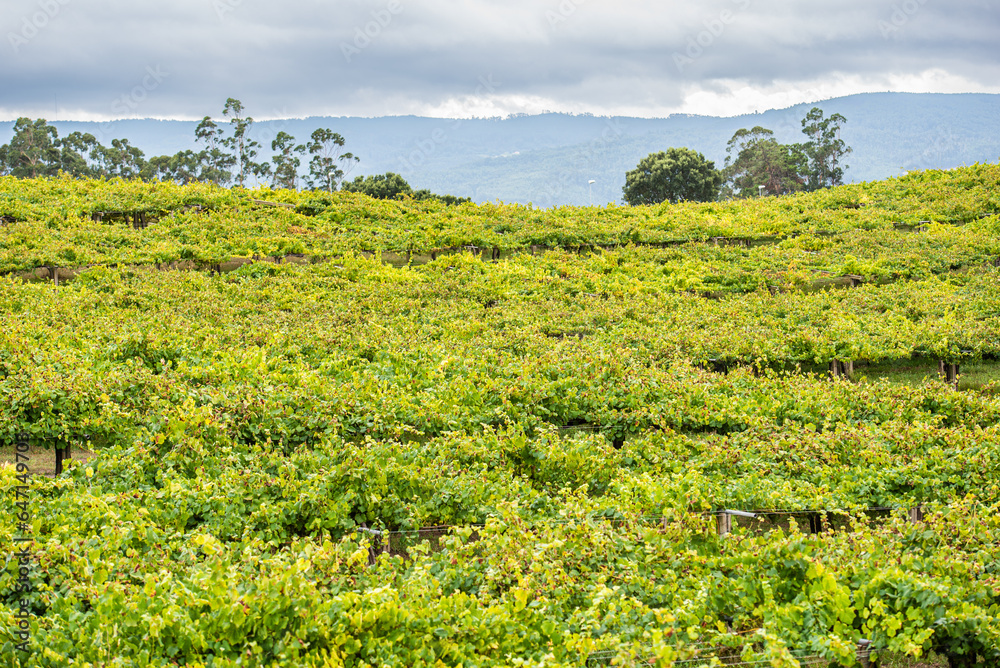 Among stones, flowers and vineyards of Albariño in Galicia, Spain Among stones, flowers and vineyards of Albariño in Galicia, Spain