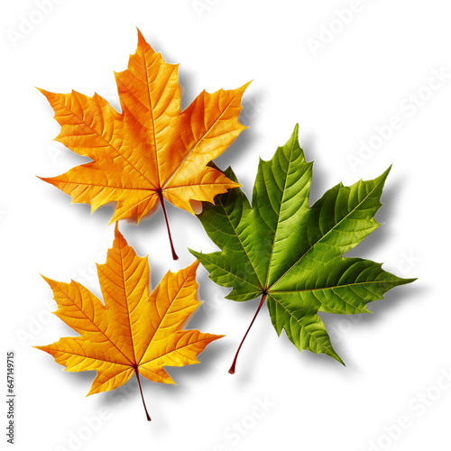 autumn maple leaves on Transparent background