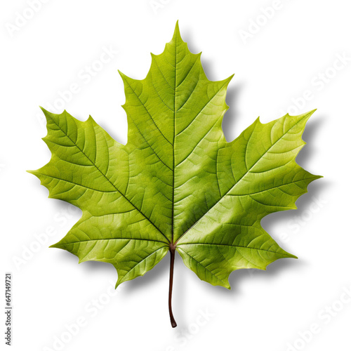 autumn maple leaves on Transparent background