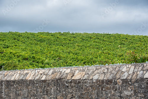 Among stones, flowers and vineyards of Albariño in Galicia, Spain