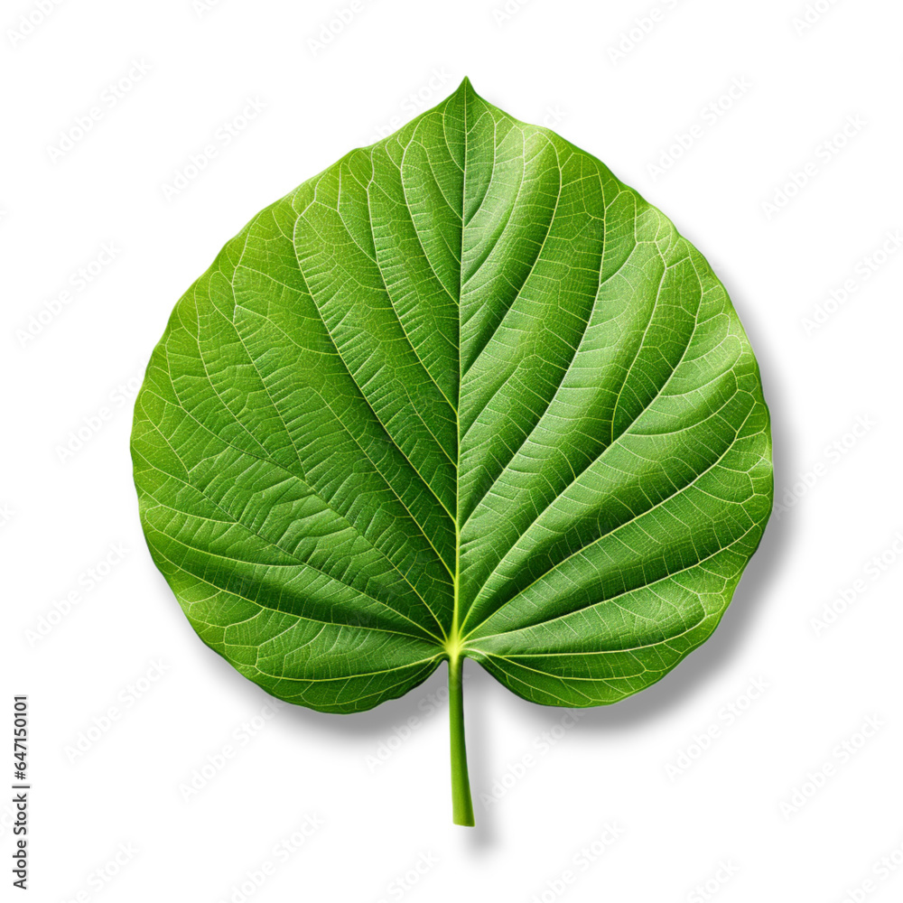 Obraz premium a single green leaf on Transparent background