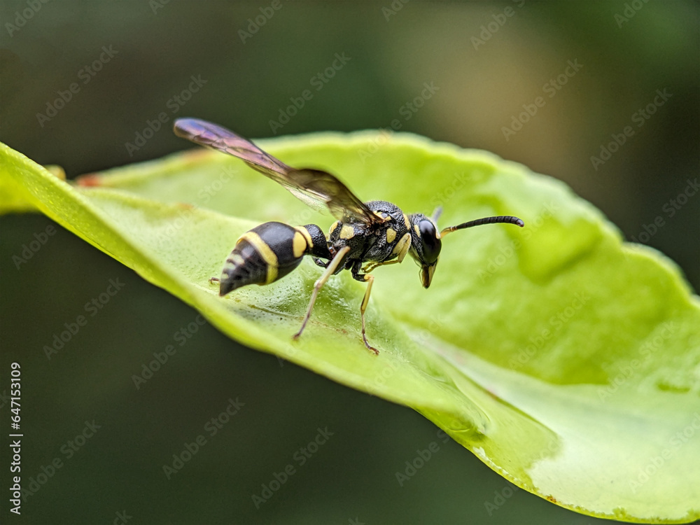 Wasp on Green Leaf Macro Photography