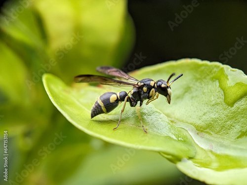 Wasp on Green Leaf Macro Photography