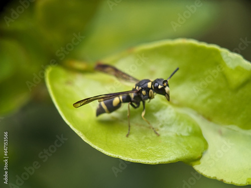 Wasp on Green Leaf Macro Photography © AIM DESIGN STUDIO