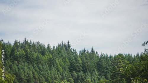 Pine forest on a sunny day