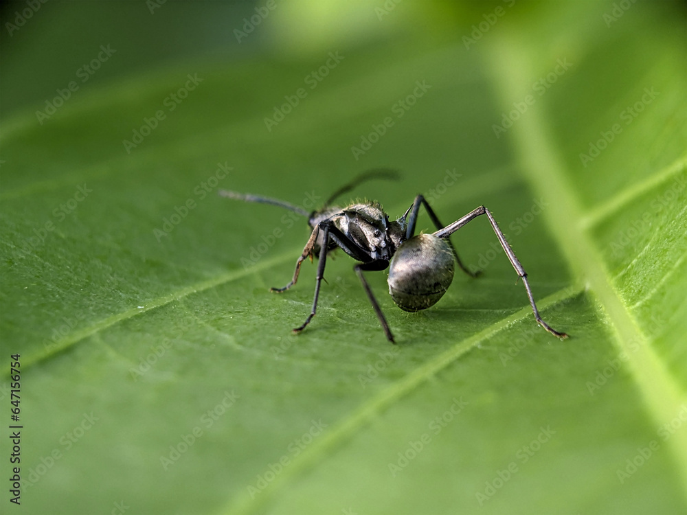 Black Garden Ant on Green Leaf Macro Photography Black Garden Ant on Green Leaf Macro Photography