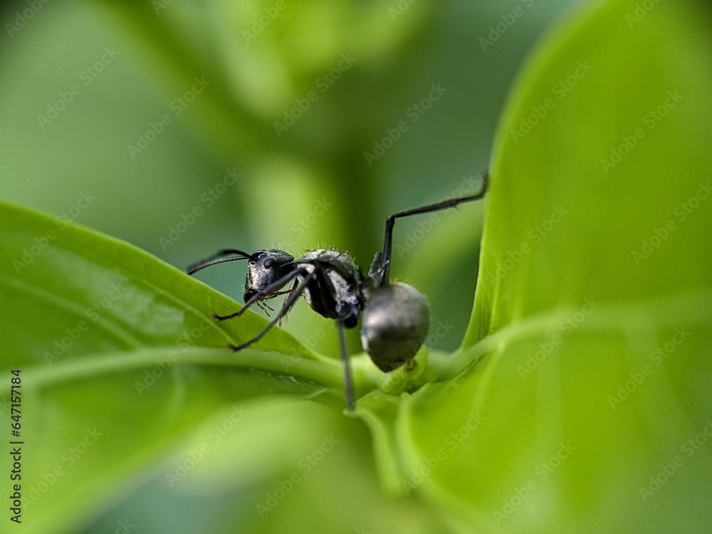 Black Garden Ant on Green Leaf Macro Photography Black Garden Ant on Green Leaf Macro Photography