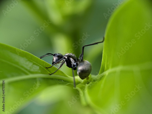 Black Garden Ant on Green Leaf Macro Photography © AIM DESIGN STUDIO
