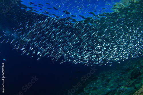 Hundreds of grey and silver fish swim in groups amidst the blue Atlantic Ocean