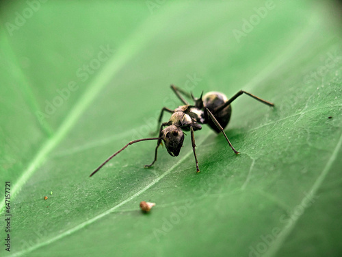 Black Garden Ant on Green Leaf Macro Photography