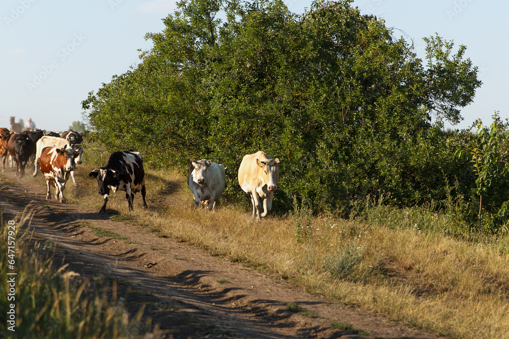 Obraz premium A herd of adult cows return home from pasture under supervision in evening of shepherds. Cows run a rural road