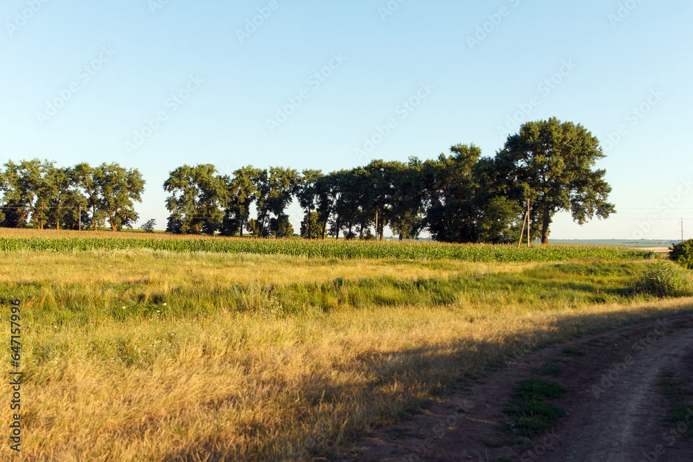 Fototapeta premium Landscape is agricultural, yellow - green grass and corn in field growing in stripes along horizon line in sunlight
