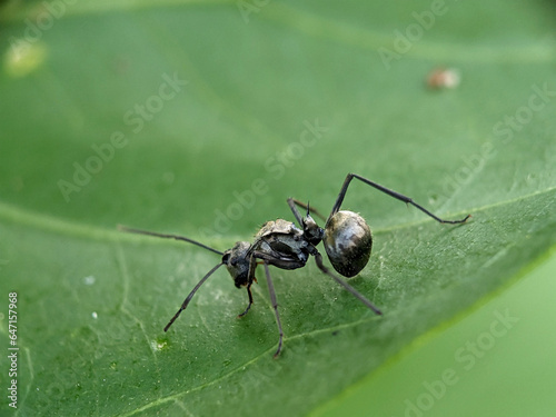 Black Garden Ant on Green Leaf Macro Photography © AIM DESIGN STUDIO