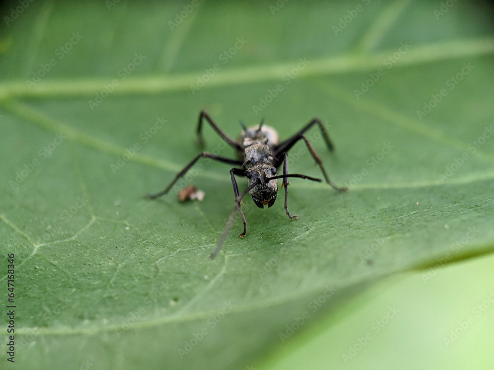 Black Garden Ant on Green Leaf Macro Photography Black Garden Ant on Green Leaf Macro Photography