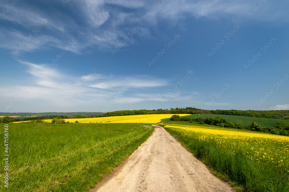 Czech Republic. South Moravia. Rapeseed field in spring time Czech Republic. South Moravia. Rapeseed field in spring time