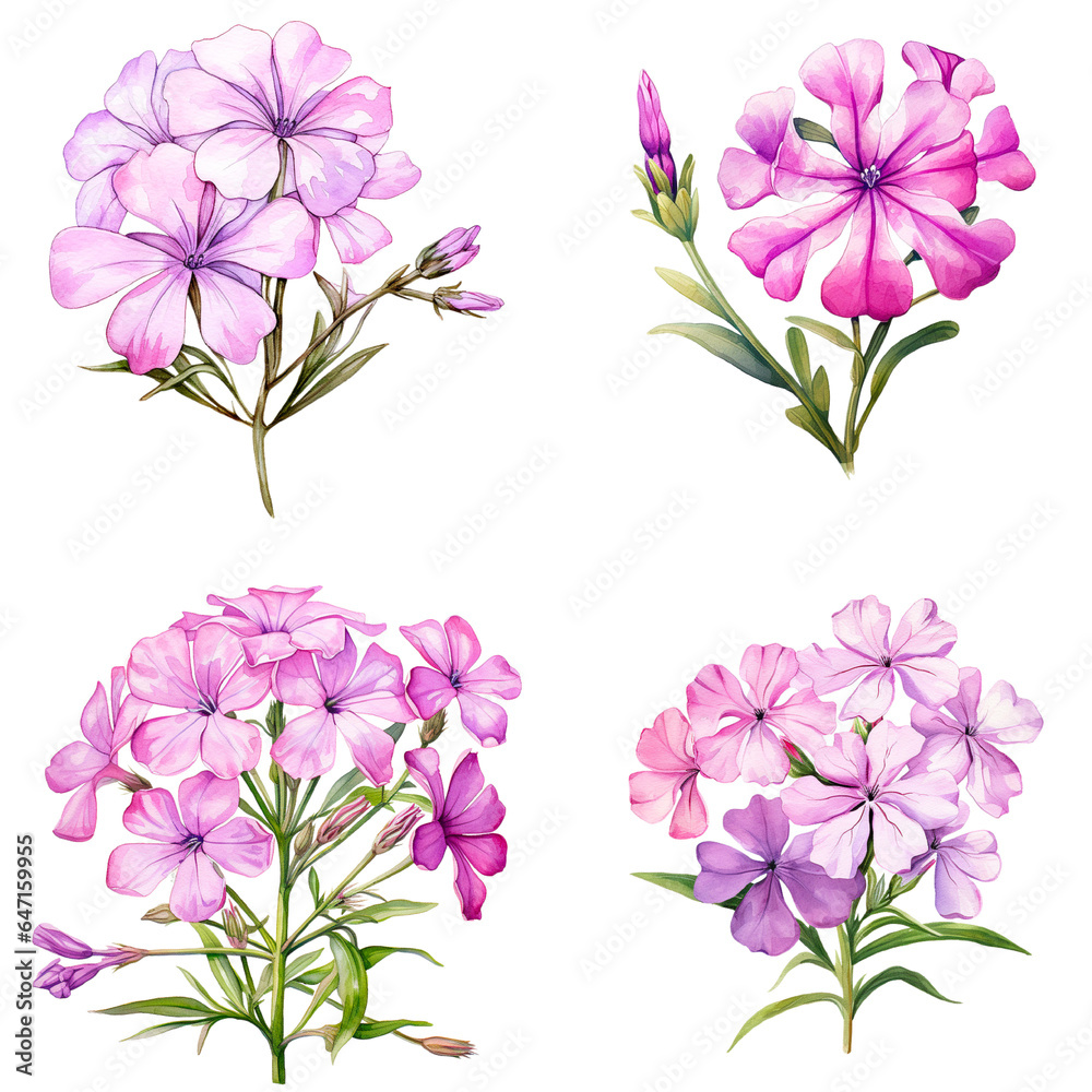 Set of watercolor phlox flower on transparent background