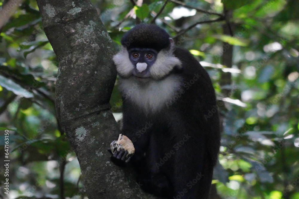 Obraz premium Cercopitheques Ascagnes ( Cercopithecus Ascanius ) dans la forêt de Kibalé en Ouganda