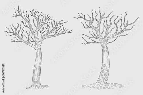 Hand drawn winter Bare Tree Sketch vector, bare Trees Leafless dead old dry No leaves pencil sketch illustration, Winter Naked Branch without leave Dead tree drawing Coloring Page nature forest icon

