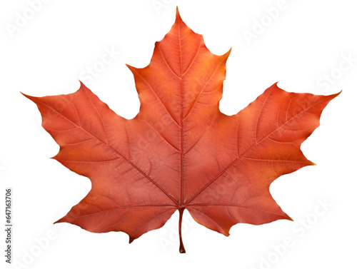 isolated autumn leaves on transparent background