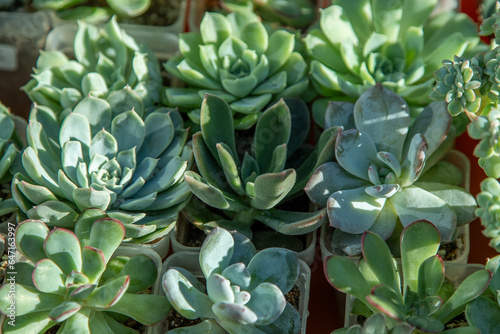 Various succulents. Green floral background. Echeveria  Haworthia. Flowers and leaves close-up. Grow a mini garden at home. Floriculture succulent leaf