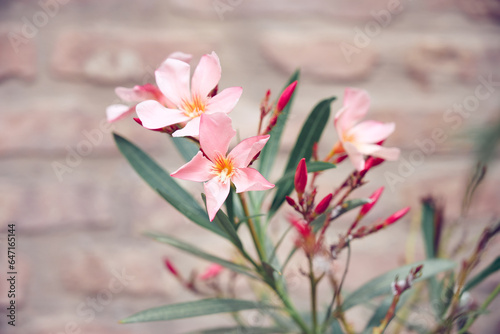 pink and white flowers soft colours