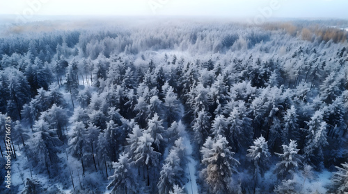 Pine wood forest in winter season.White snow. Drone view. © Narut