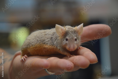 squirrel in the hand