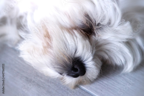 Malteserwelpe Rüde Benny