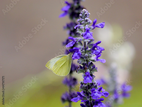 cabbage white butterfly on a purple flower