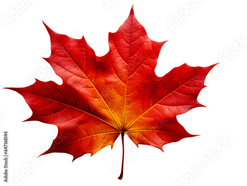isolated autumn leaves on transparent background