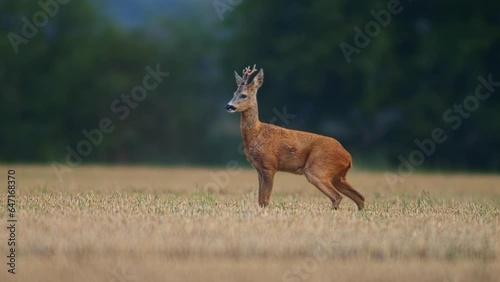 one Roe deer doe (Capreolus capreolus) stands on a harvested stubble field and eats