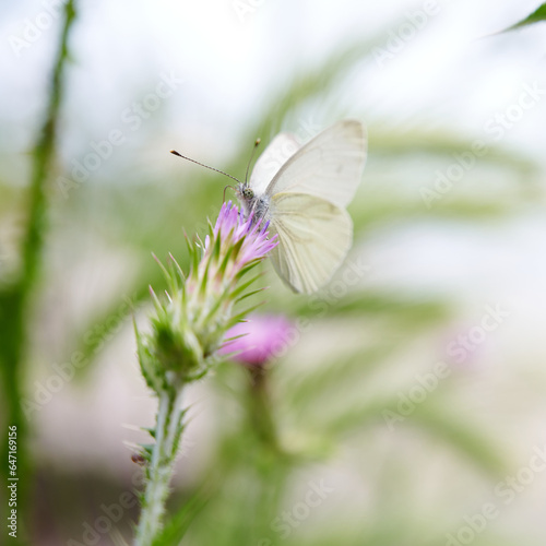 butterfly on a flower