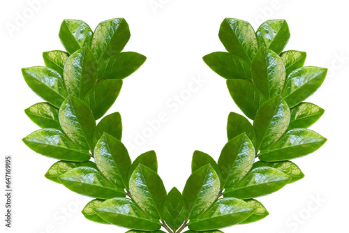 Laurel wreath made by green leaf on white background