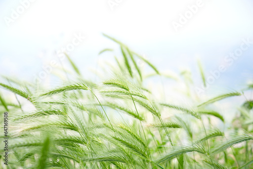 green grass in the wind