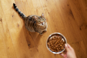 Cat waiting food at home
