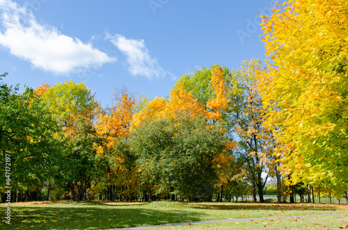 Autumn sunny park with green, yellow trees