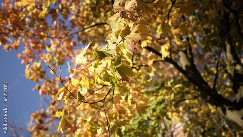 Bottom view of hanging branches and crown of tree with autumn yellow-orange foliage against blue sky. Maple leaves. Beautiful day in wood or park at outdoors. Morning nature landscape at sun rays. Bottom view of hanging branches and crown of tree with autumn yellow-orange foliage against blue sky. Maple leaves. Beautiful day in wood or park at outdoors. Morning nature landscape at sun rays.