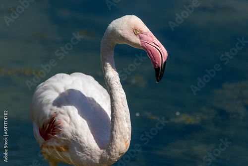 close up of a flamingo