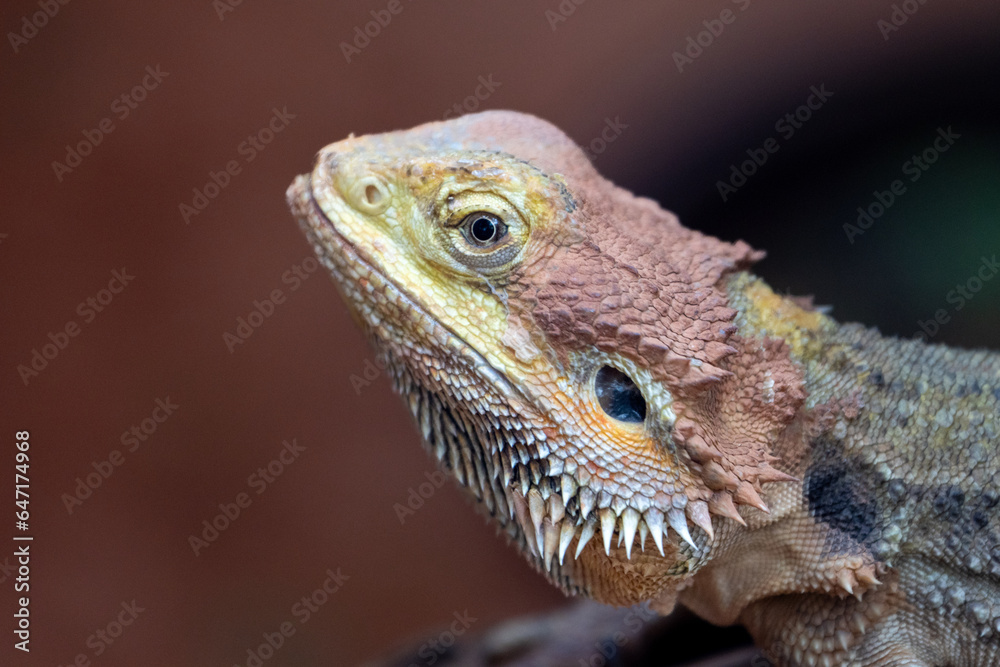 Obraz premium bearded dragon lizard
