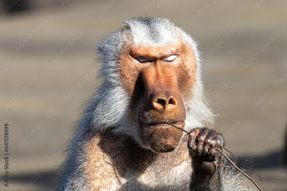 Obraz premium close up of a baboon