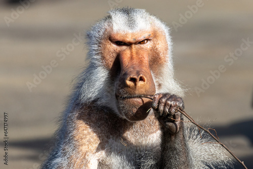 close up of a baboon