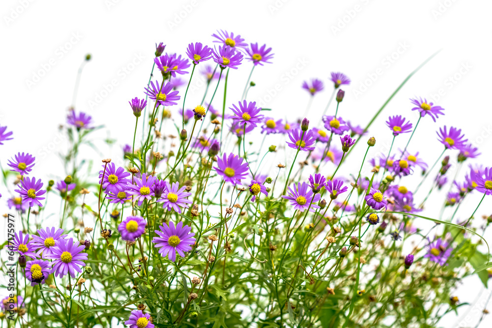 Fleurs des champs sur fond blanc Fleurs des champs sur fond blanc